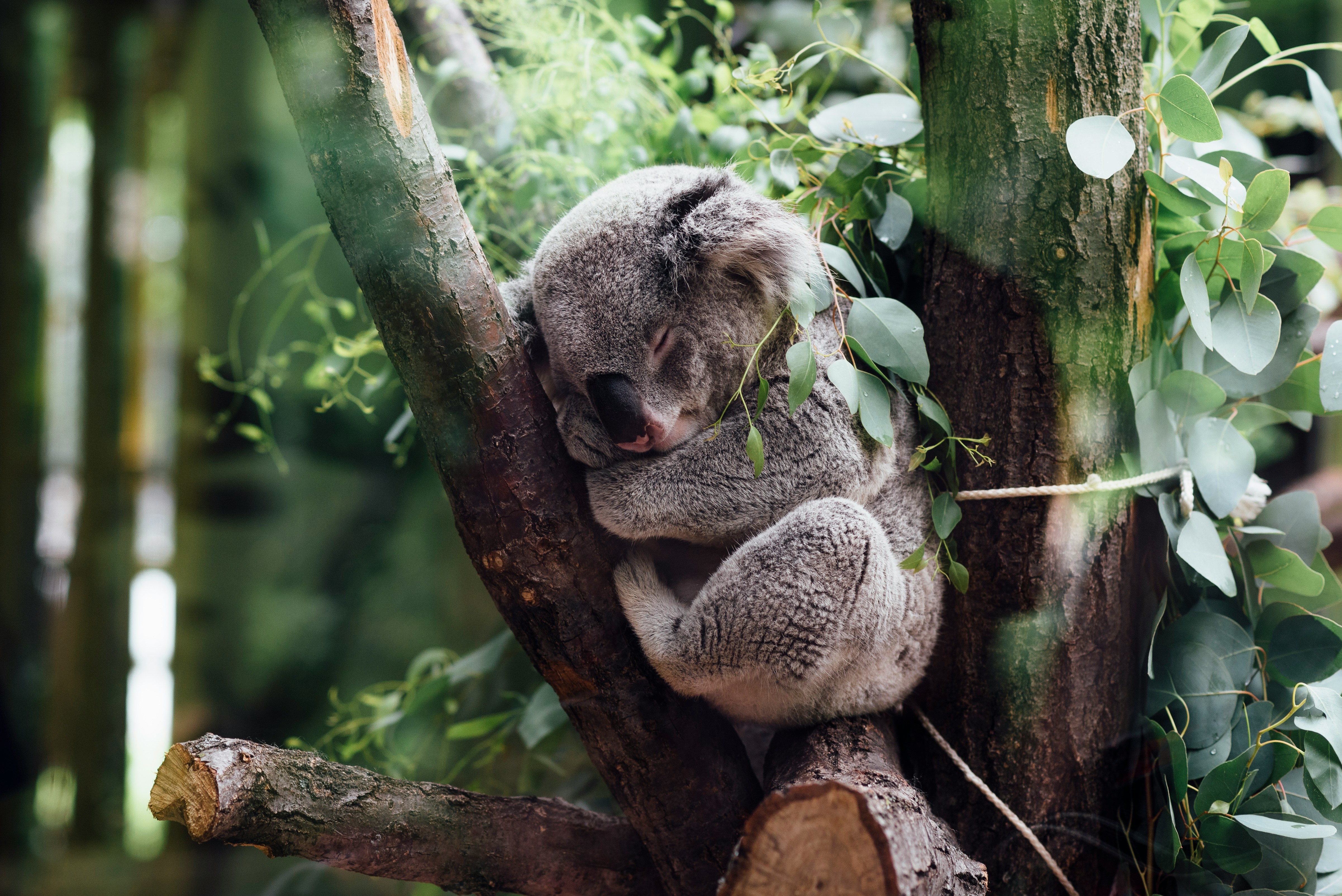 koala-sleeping