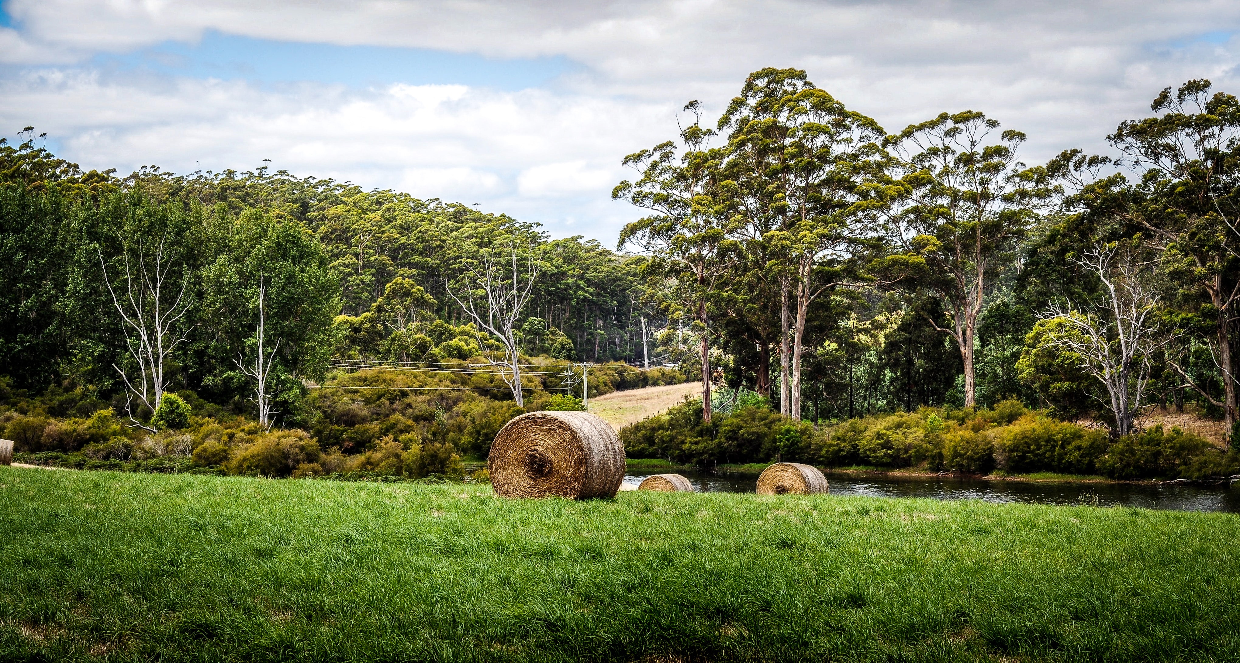 Manjimup