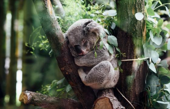 koala-sleeping 