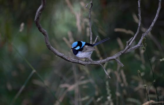 fairy-wren