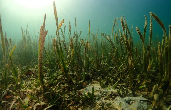 river plants